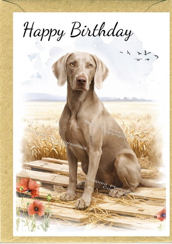 Weimaraner dog - dog, (4"x
