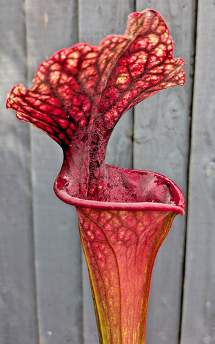 Sarracenia leucophylla x - ((leucophylla,
