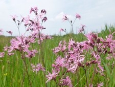 Ragged Robin - 100 seeds