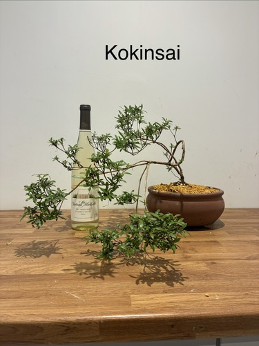 Kokinsai bonsai satsuki azalea - bonsai,