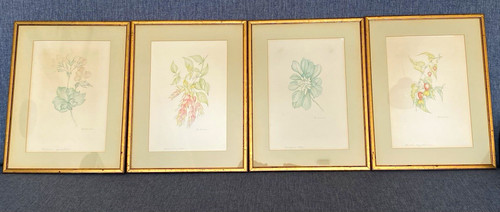 Margot weemaes 1981 - 1981, botanical