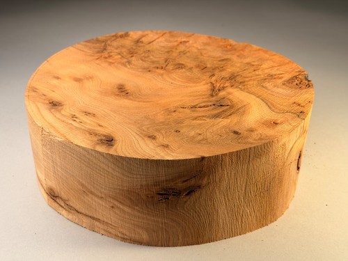 Amazing large burr elm - amazing,