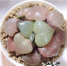   Emelyae Var.Comptoniana