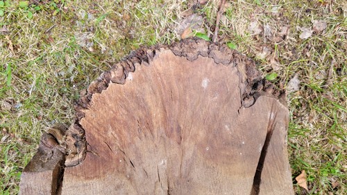 Timber scottish burr elm - timber,
