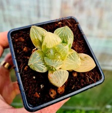 Haworthia Obtusa hybrid 'Nuo