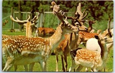 Fallow Deer, Trexler Lehigh County Game Preserve, Schnecksville, Pennsylvania