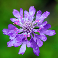 Scabiosa atropurpurea SWEET