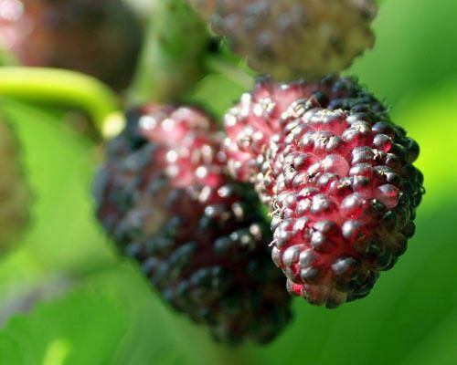 Mulberry tree illinois - mulberry,