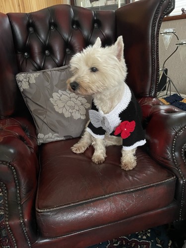 Dog tuxedo wedding - tuxedo, outfit