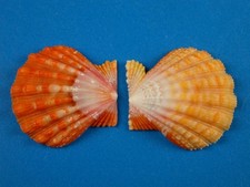 Pecten langfordi, Sunrise Shell, Jewelry, Hawaii Shell