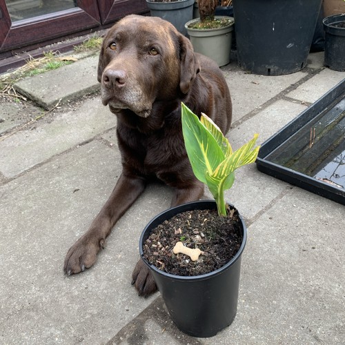 Canna tropical gold - canna,