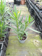 Nerium Oleander Mixed