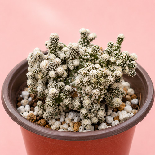 Mammillaria gracilis arizona - mammillaria,