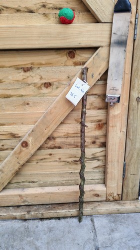 Twisted twisty wood birch - wood,