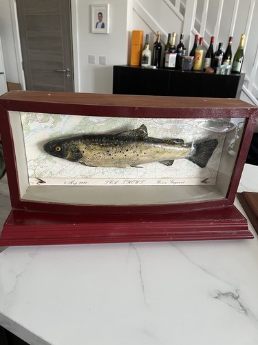 1988 trout fish curved - 1988, in