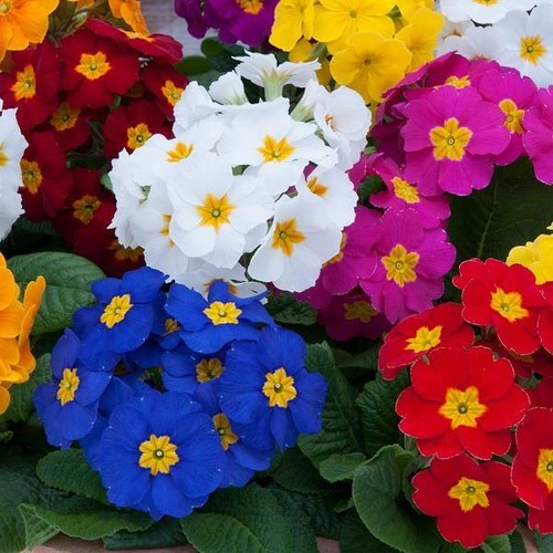 Primula polyanthus crescendo - primula,