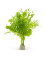 Hygrophila Difformis (Water