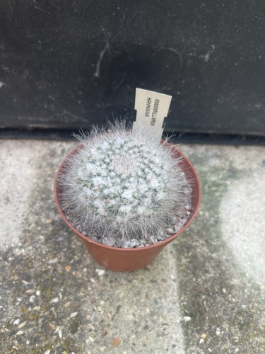 Mammillaria hahniana cactus - hahniana,