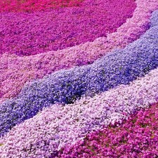 Phlox plants hardy perennial - plants,
