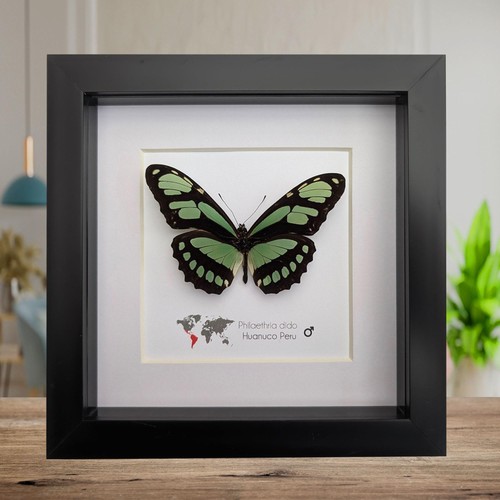 Framed philaethria dido