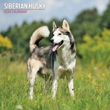 Siberian Husky 2026 Traditional Calendar
