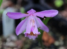 Pleione Sinope