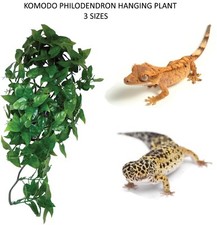 KOMODO REPTILE PHILODENDRON