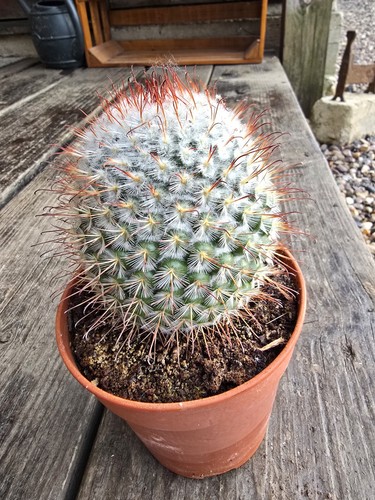Mammillaria bombycina