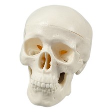 Medical Life-size Skull Model