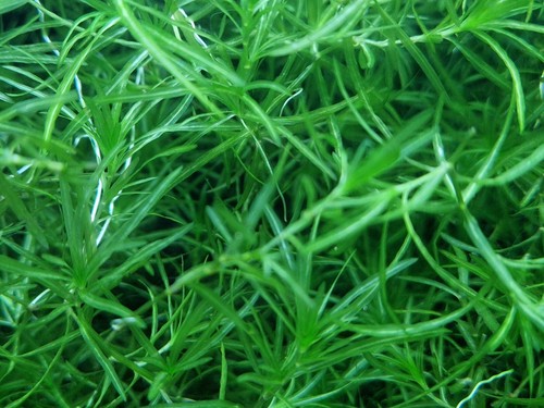 Guppy grass najas - guppy,
