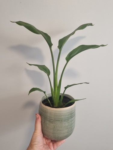 Strelitzia reginae bird - strelitzia, |