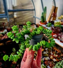 Crassula Jade Necklace |