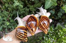 Archachatina marginata ovum silver Snails Achatschnecke šnek Snigel Lumaca Snegl