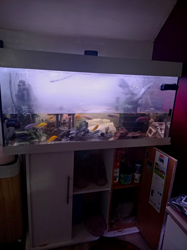 Juwel rio 180 tank - tank, and