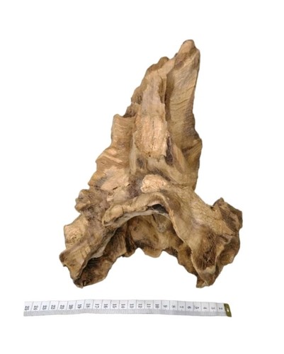 Large decorative wood bogwood - decorative,