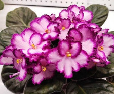 Standard African Violet