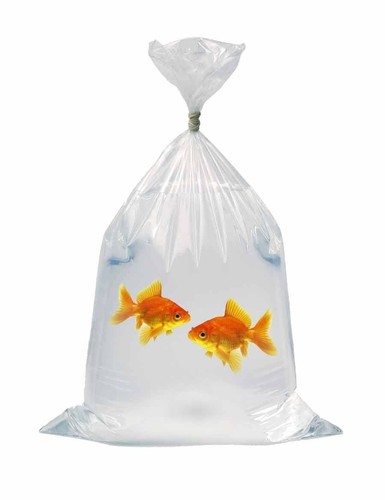 Fish transport bags polythene - transport,