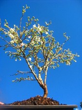 18inch inc. pot Japanese