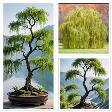 True Weeping Willow, Salix Babylonica! Cuttings. Ideal bonsai tree! Outdoor