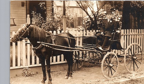 Gentleman fine horse - fine,