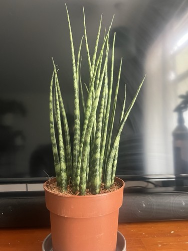 Sansevieria mikado cylindrical - sansevieria,