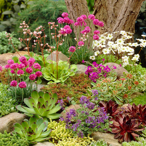 Mixed rockery alpine - mixed,