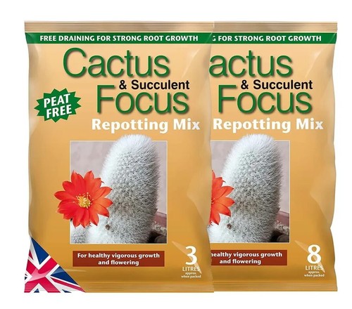 Cactus succulent focus - &,