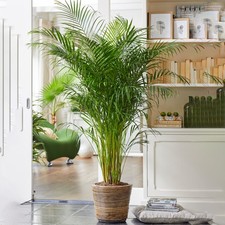 Areca palm large - areca, house
