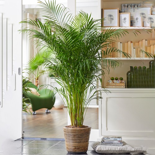 Areca palm large - areca, indoor