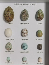 British Birds Eggs Collection