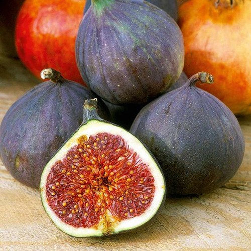 Common fig ficus - fig, caria