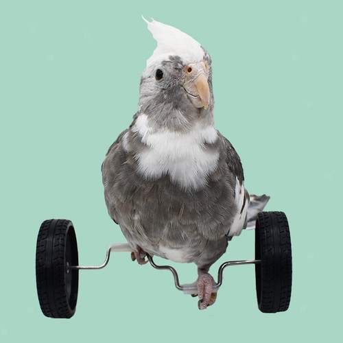 Parrot balance toy play gym - toy,