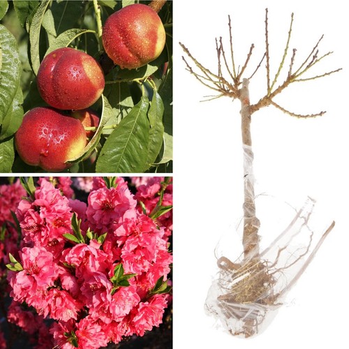Dwarf nectarine tree hardy - nectarine,