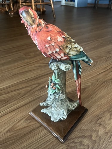 Giuseppe armani macaw - giuseppe, parrot